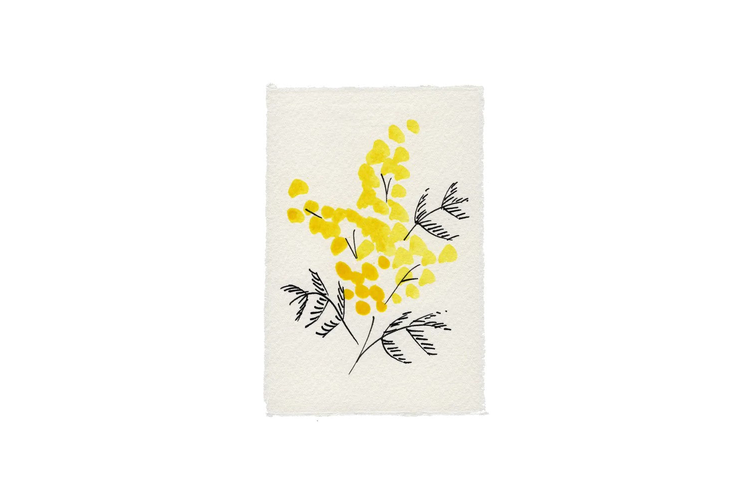 Mimosa Card (Language of Flowers Collection)